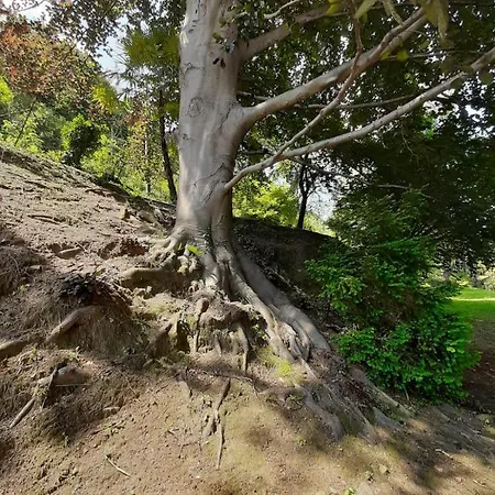 Bmp Gioiosa 2 Giardino Vista Maggiore * Belgirate